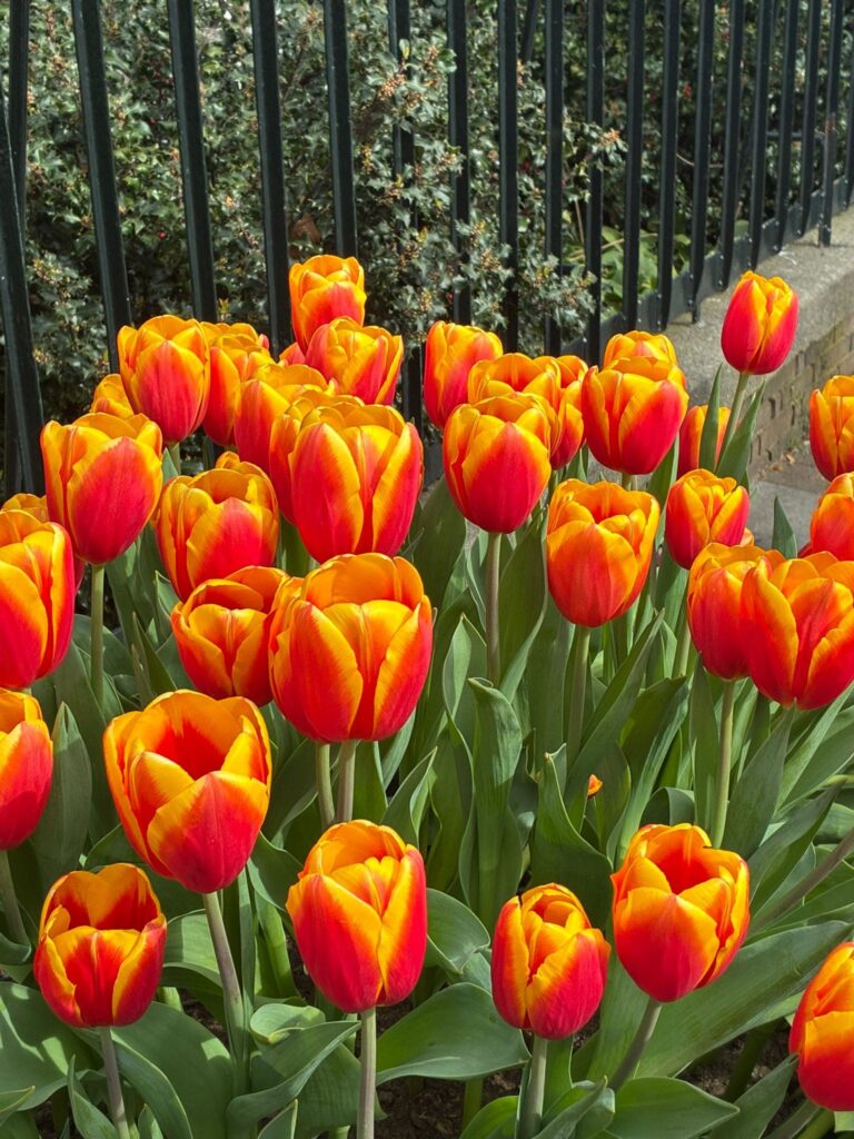 Oranje tulpen van dichtbij getrokken. In een pot voor een hek