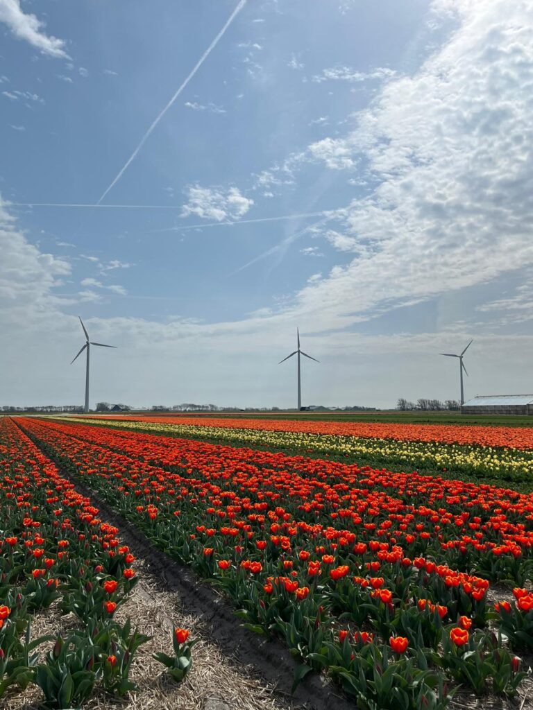 Nederlandse tulpenveld met rode, gele en oranje tulpen. Met windmolens