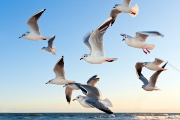 vogels