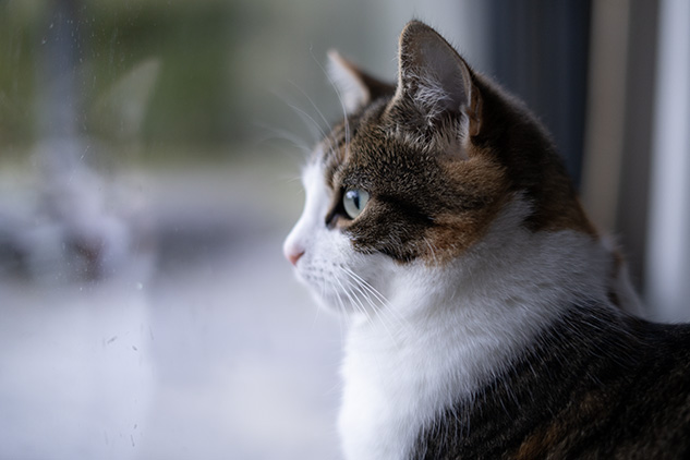 kat kijkt door raam