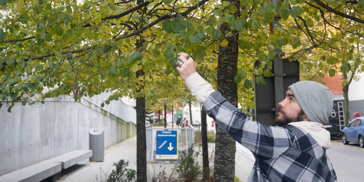 Een jongen die de blaadjes in de boom aanraakt.