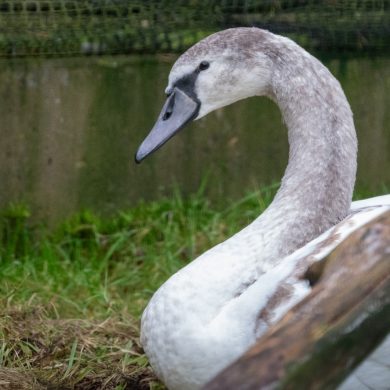 Foto van een zwaan