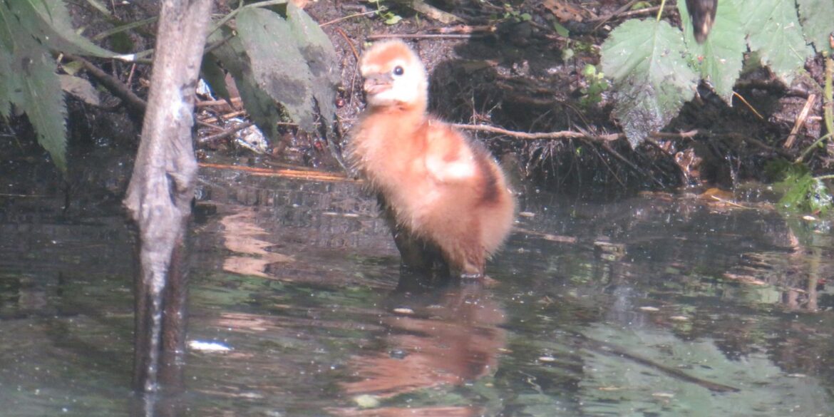 Baby grijze kroonkraanvogel