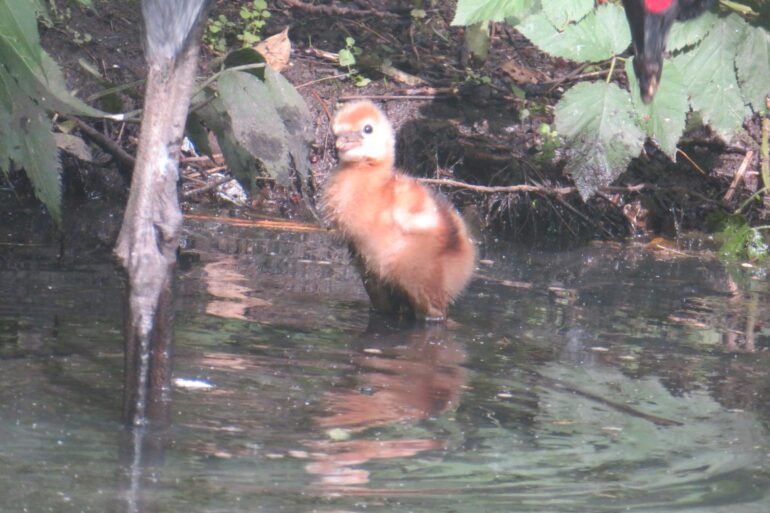 Baby grijze kroonkraanvogel