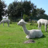 Alpaca's in een weide