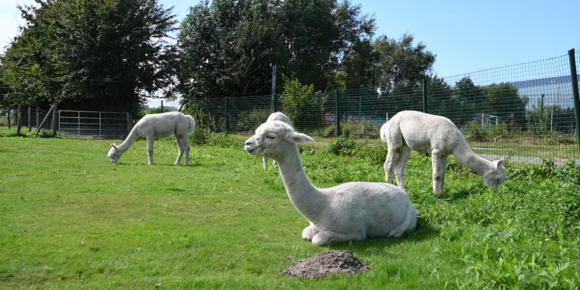 Alpaca's in een weide