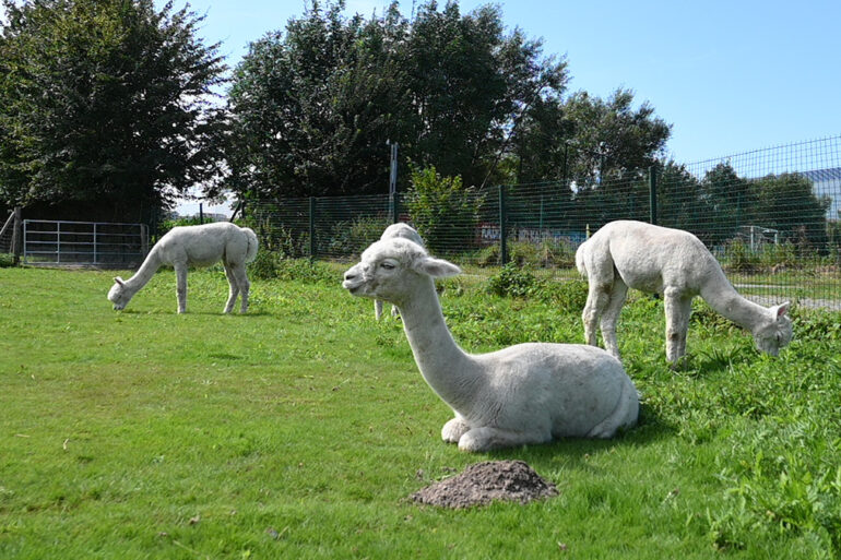 Alpaca's in een weide