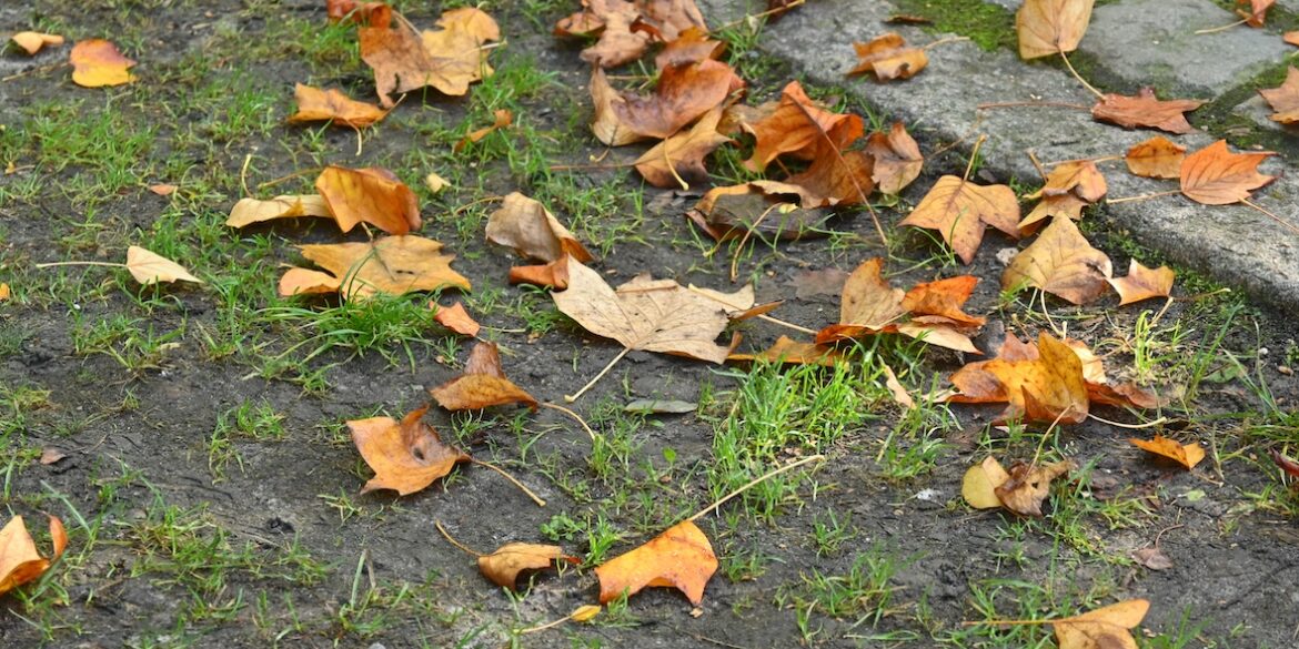 herfstblaadjes
