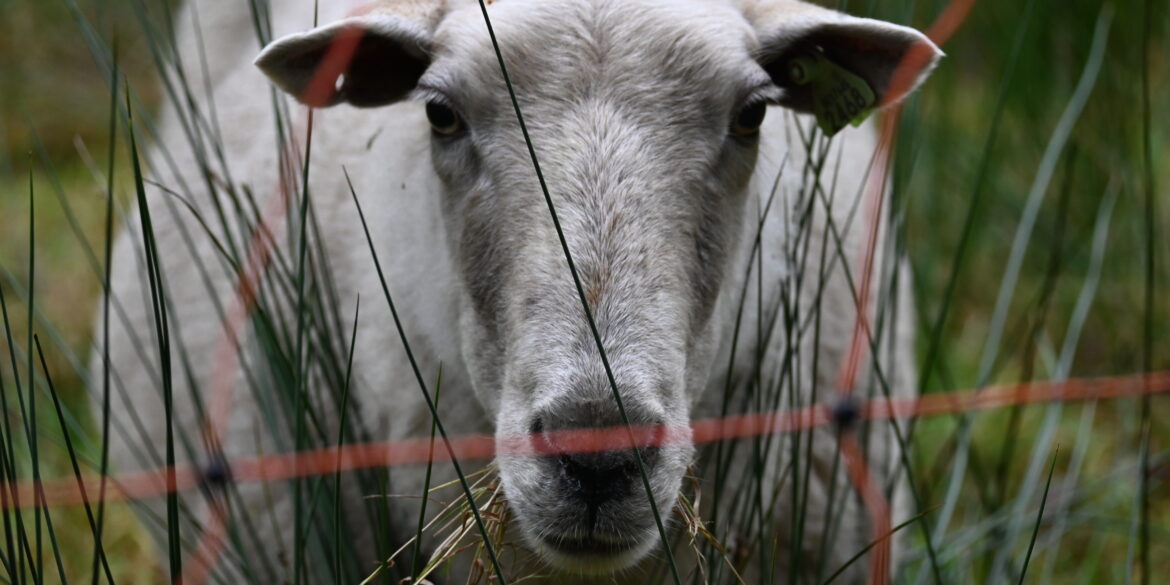 Grazend_Schaap