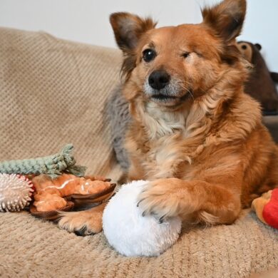 Hond met speelgoed