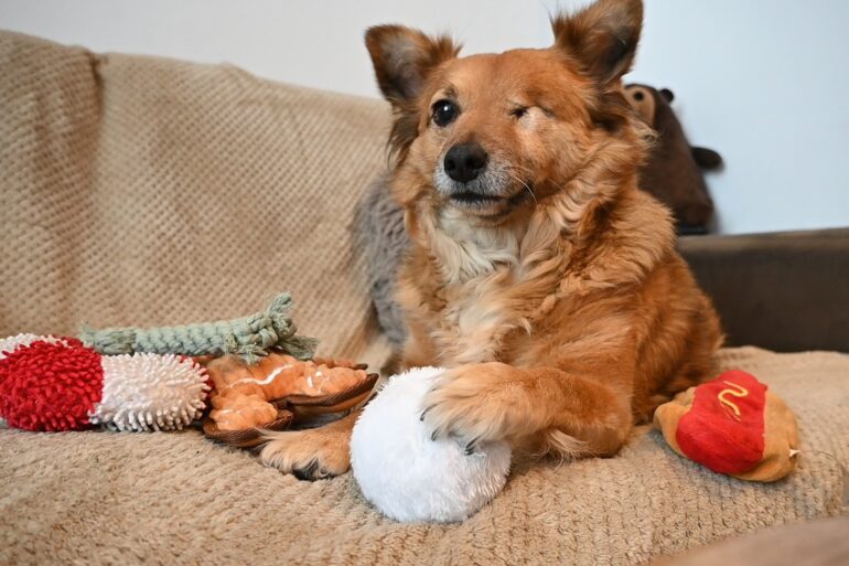 Hond met speelgoed