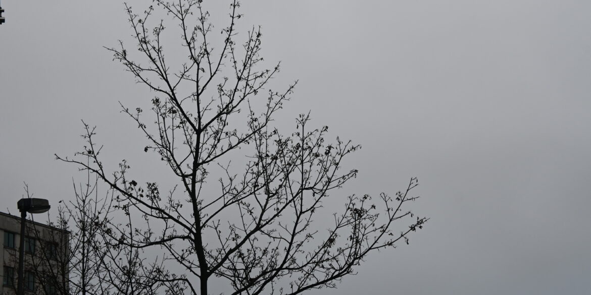 Windstille boom met een grijze lucht.