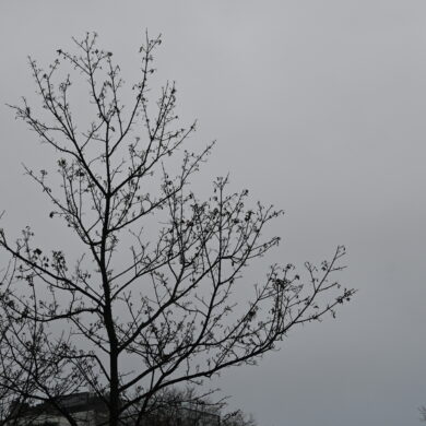 Windstille boom met een grijze lucht.