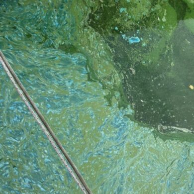 blauwalgen in water
