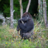 Coverfoto artikel westelijke laaglandgorilla AYO