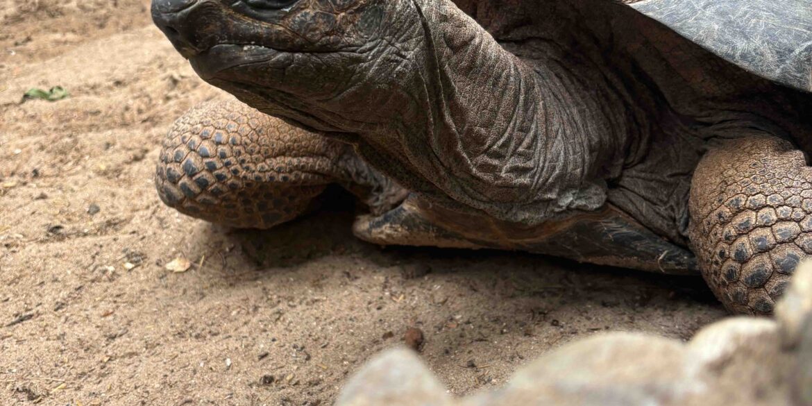Oude schildpad
