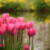 Roze biologische tulpen die drijven op het water