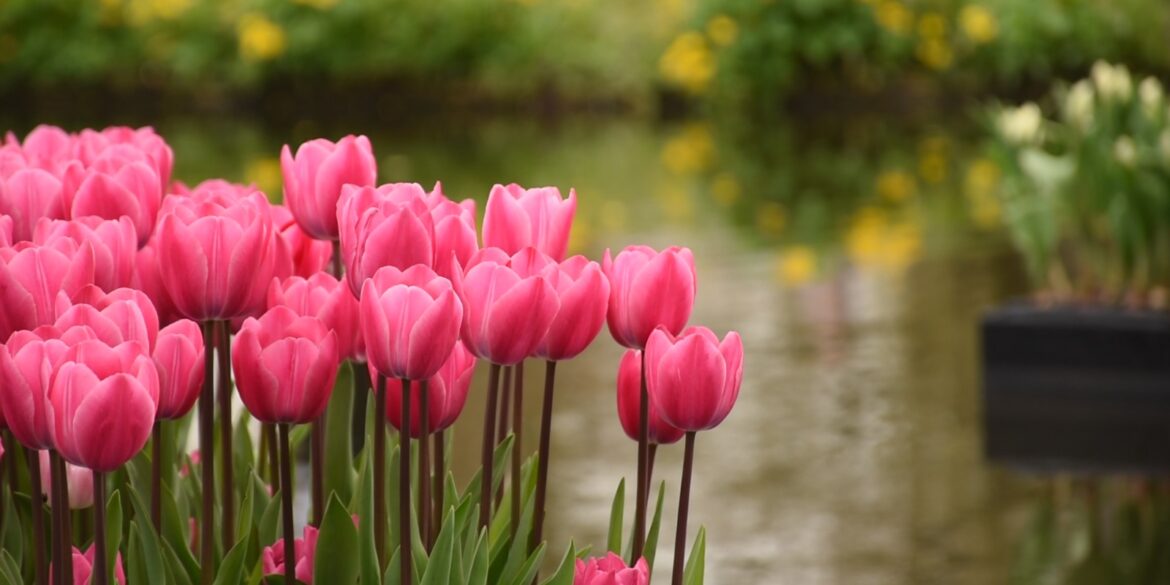 Roze biologische tulpen die drijven op het water