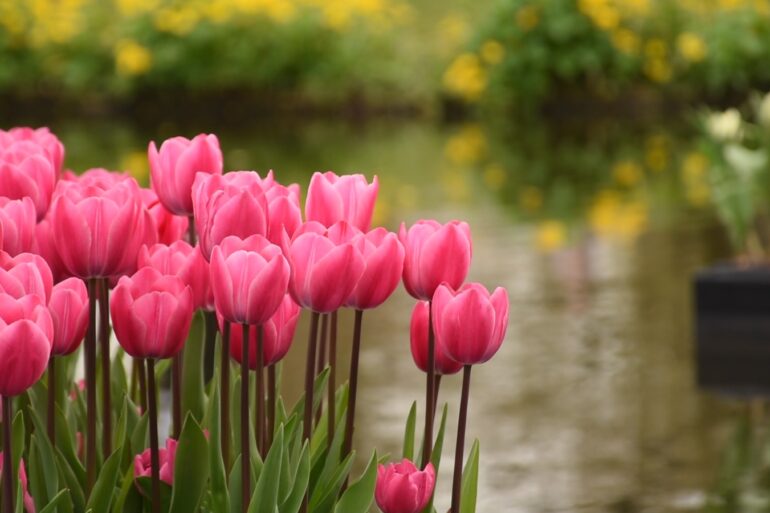Roze biologische tulpen die drijven op het water