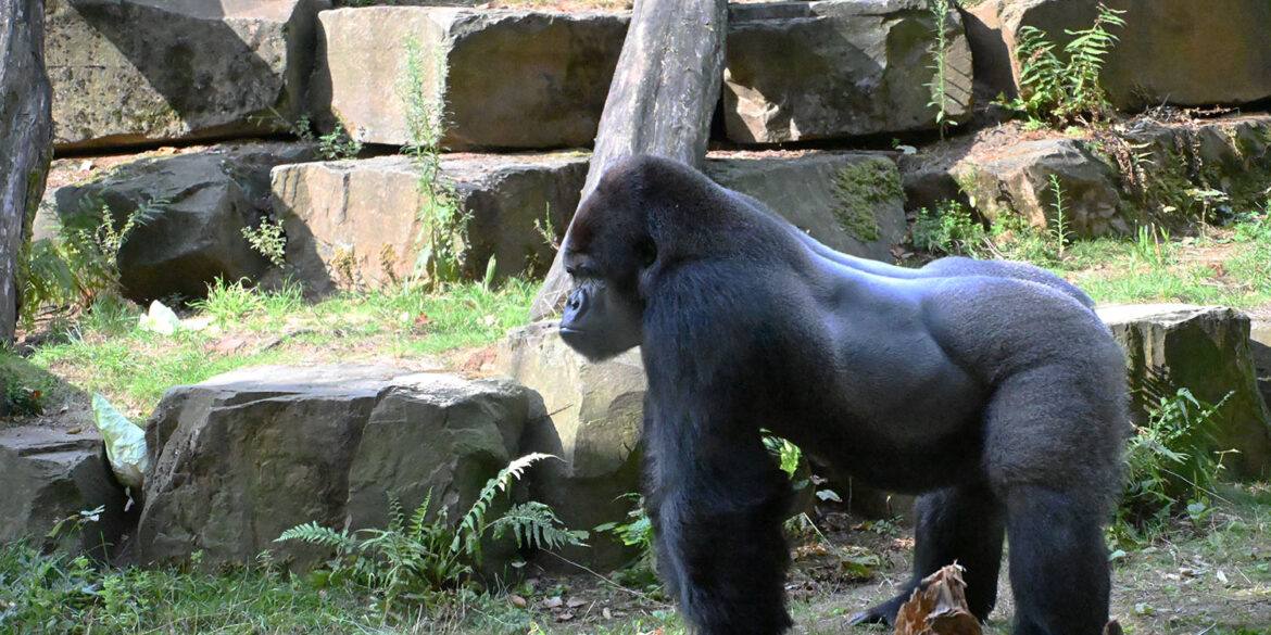 gorilla in ZOO Antwerpen