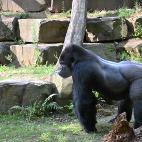 gorilla in ZOO Antwerpen