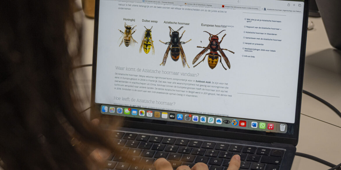 Website met Aziatische hoornaar