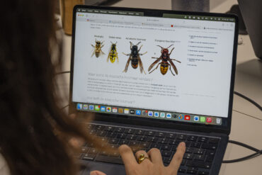 Website met Aziatische hoornaar