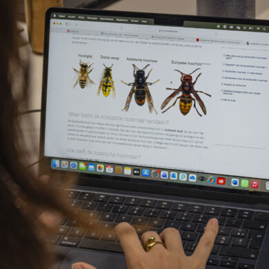 Website met Aziatische hoornaar